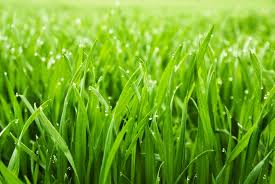 green grass